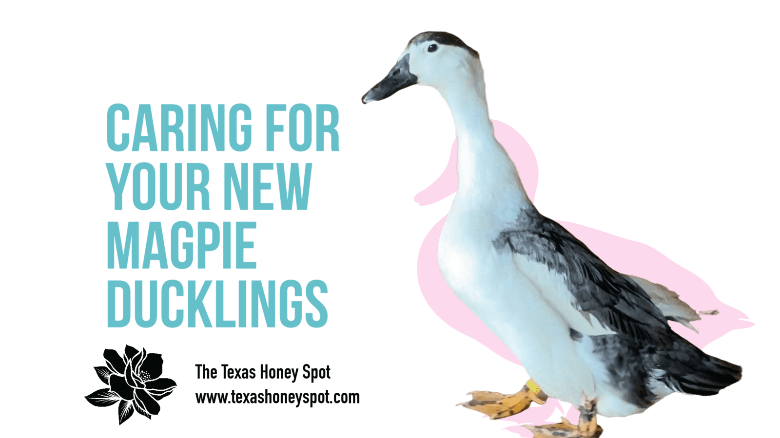 Caring for Your New Magpie Ducklings: Everything You Need To Get Started